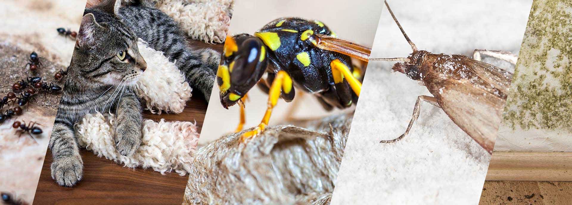 Kammerjäger Jung, Benzstraße in Leverkusen