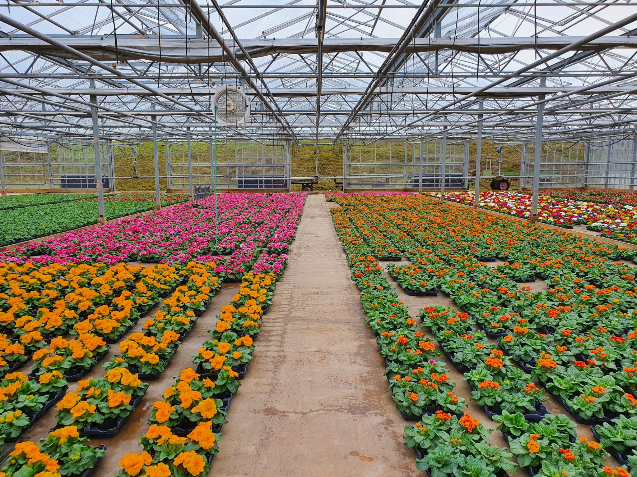 der Blumen PETER GbR, Kreuzstraße in Saarlouis