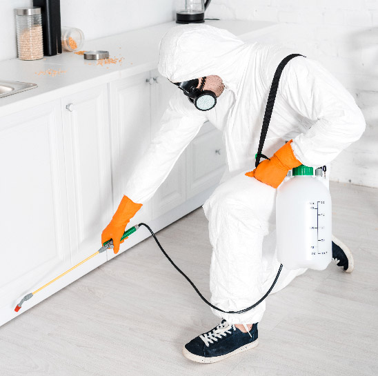 Kammerjäger Sterillion, Kulmer Str. in Bochum