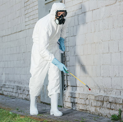 Kammerjäger Sterillion, Kulmer Str. in Bochum