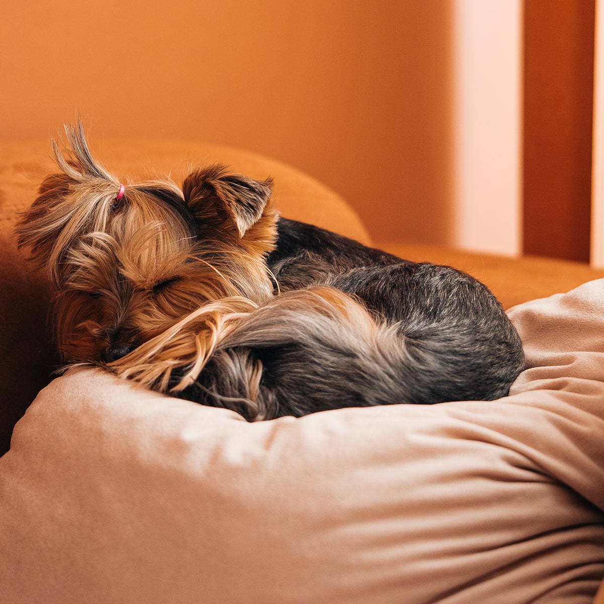 Petshopping, Rue du Grand-Bureau in Les Acacias
