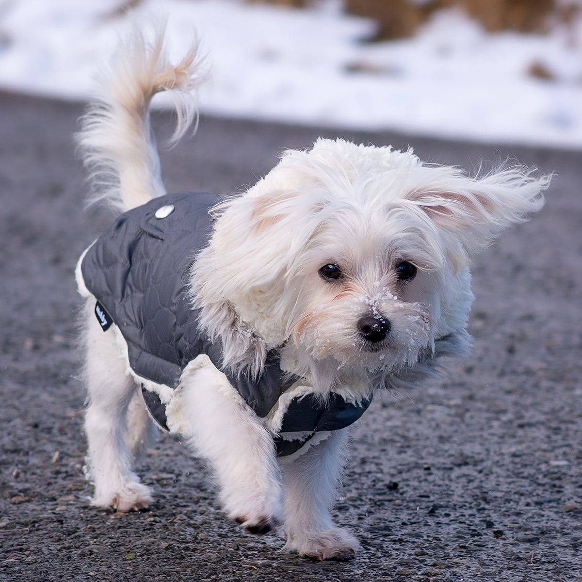 Petshopping, Rue du Grand-Bureau in Les Acacias