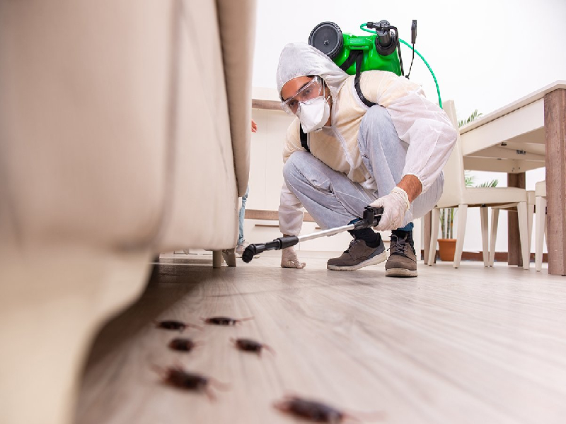 Schädlingsbekämpfung Schnell, Scheffelstraße in Wiesbaden