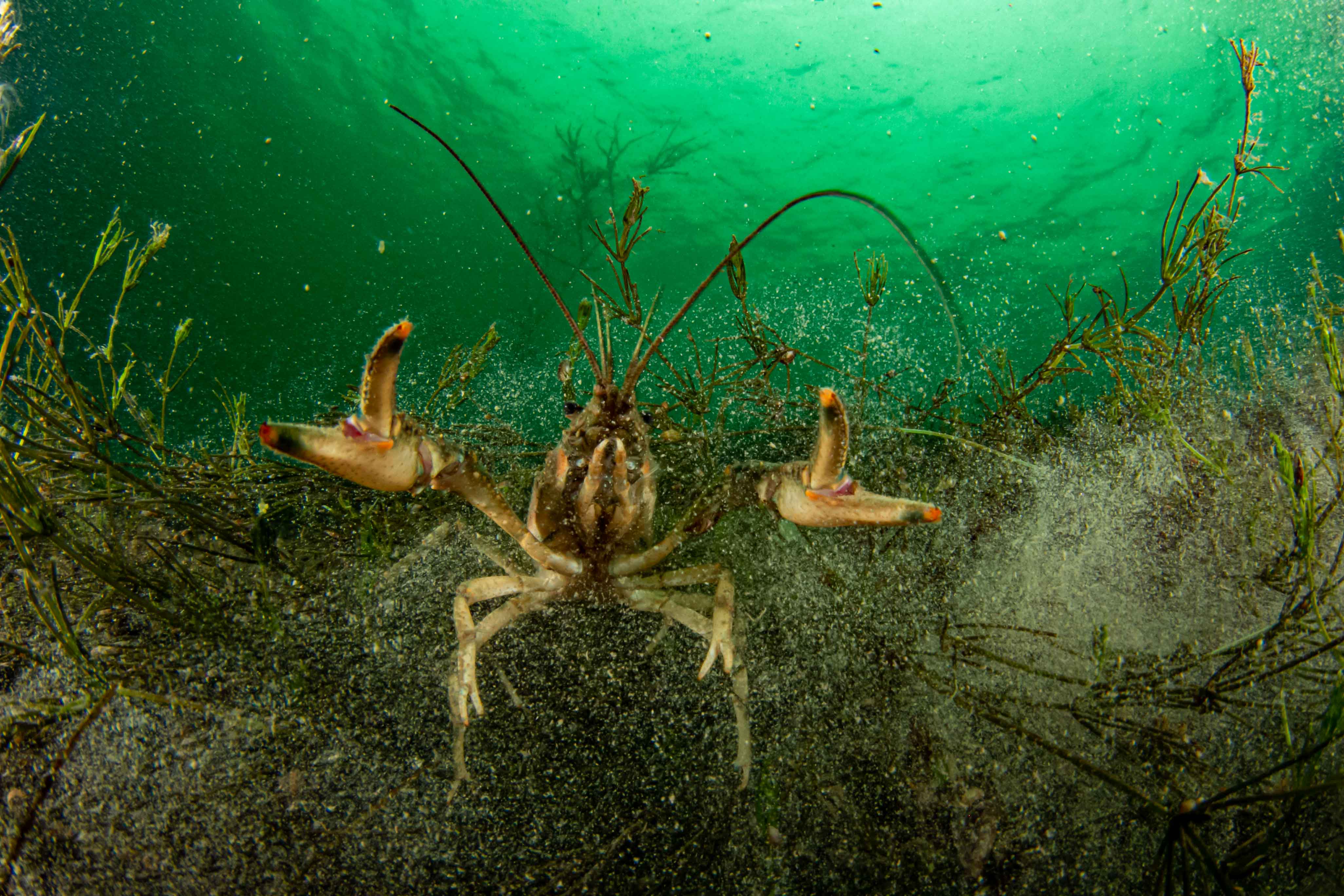 Scuba Do GmbH, Kirchstr. in Langenargen