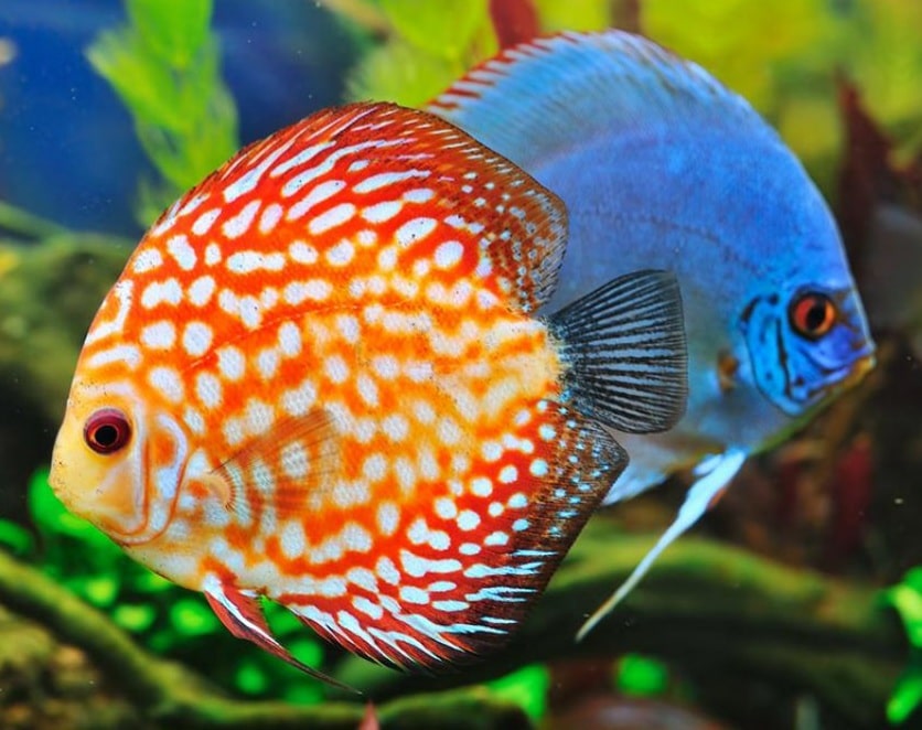 Bayoo Trading UG (haftungsbeschränkt) - Wasser-Shop24, Mainparkstraße in Mainaschaff