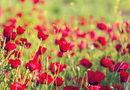 ‘Lest We Forget’