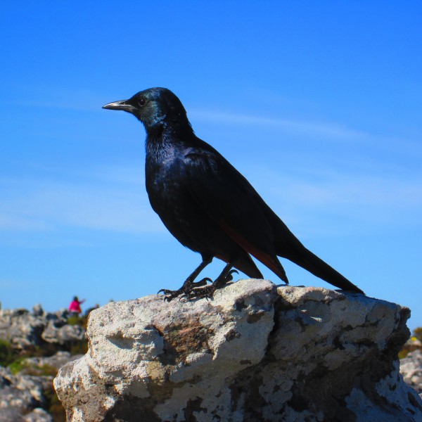 El_Manbo | Rencontre Ado | Skuat