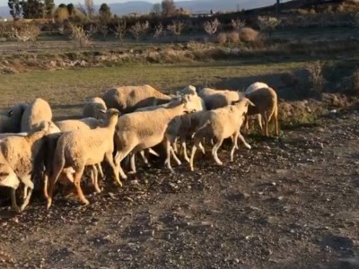 Pablo Sanchez Rodríguez