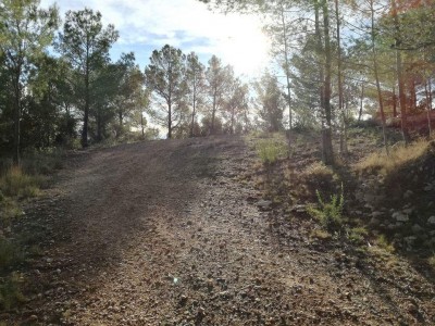 David  Altet Rodriguez