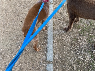 Noelia Díaz Garrido