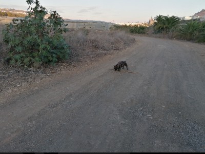 Daniel  Rodriguez  Rodriguez