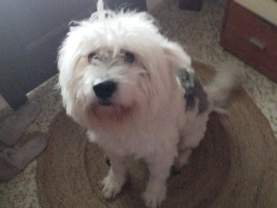 Antonio Jesús  Alejandre Mosqueda 