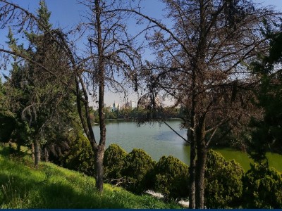 alejandra torres moreno