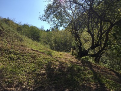 Тимур Джангиров