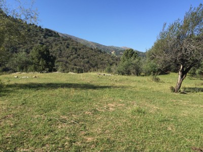 Тимур Джангиров