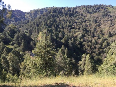 Тимур Джангиров