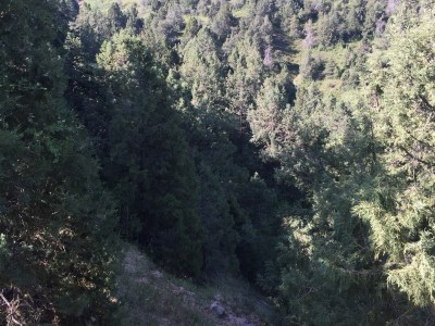 Тимур Джангиров