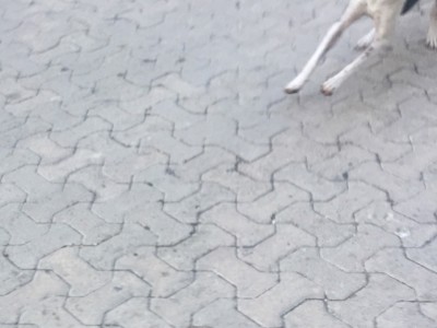 Abraham  Marquez Cabrera