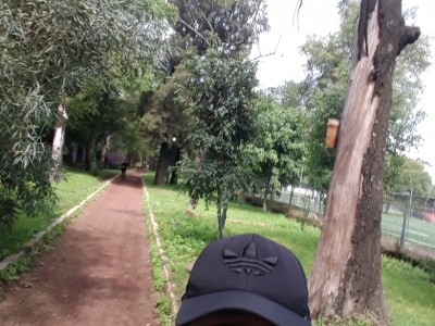 Alberto  Moreno Núñez 