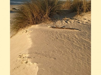 Alberto Virosta Merino