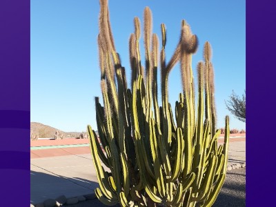 Jazmin Suiqui Galban