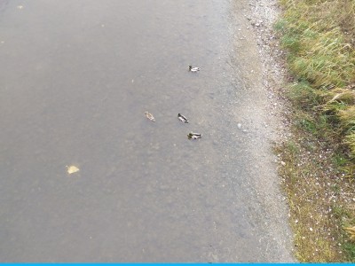 José Manuel Ambrona