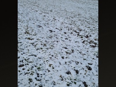 Francisco Rodríguez