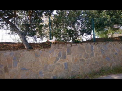 Mari Carmen Rodríguez luque