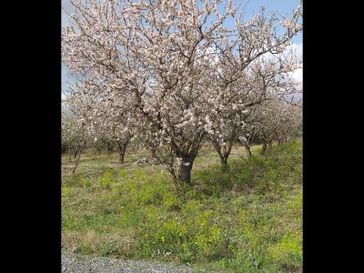 JOSE MIGUEL UCLES DIAZ