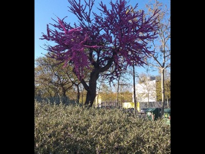 JOSE MIGUEL UCLES DIAZ