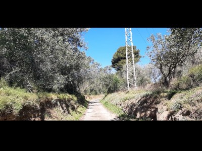 Nuria Aragones Español