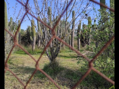 Misericordia Alegre Llaberia