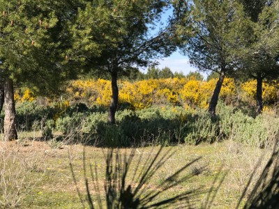 Elisa Vialatte Niemeyer