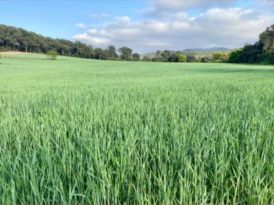 Iolanda Vallejo Paredes