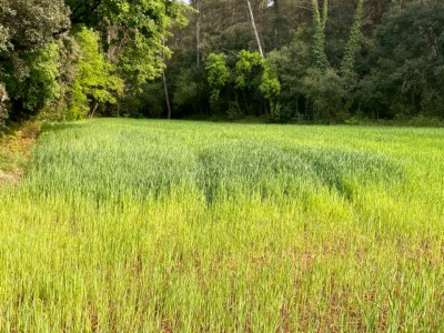 Iolanda Vallejo Paredes
