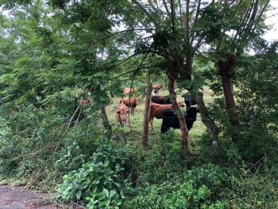 Carlos Aarón  Perez Castillo