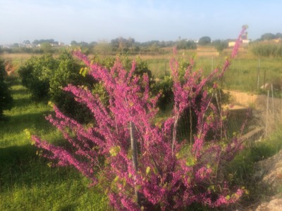 Victor Daniel Genis Saez