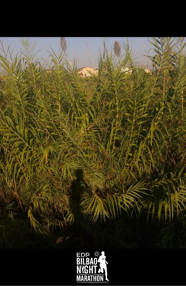 PEDRO JOSE FERNANDEZ NAVALON