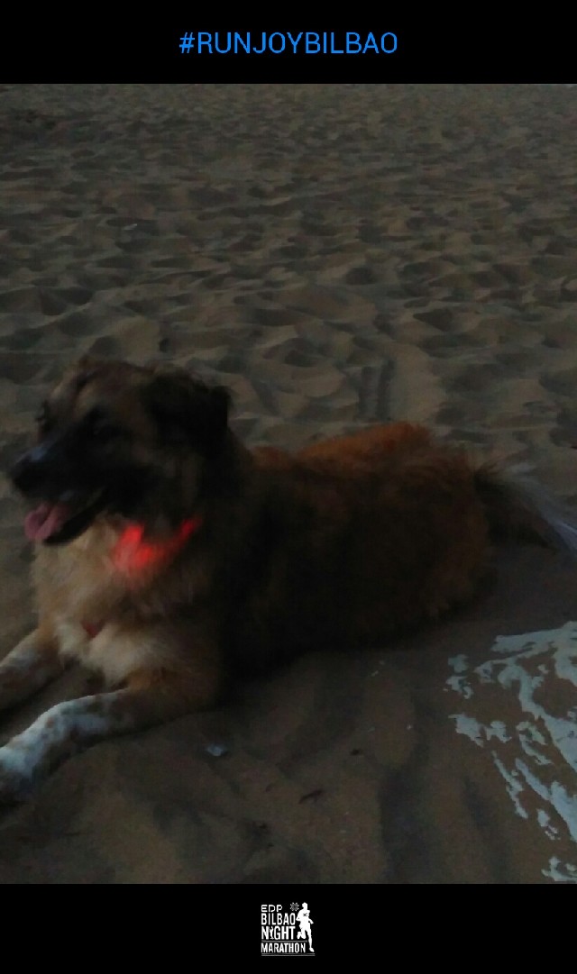 Zulema Ortega Víbora