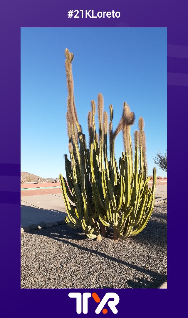 Jazmin Suiqui Galban