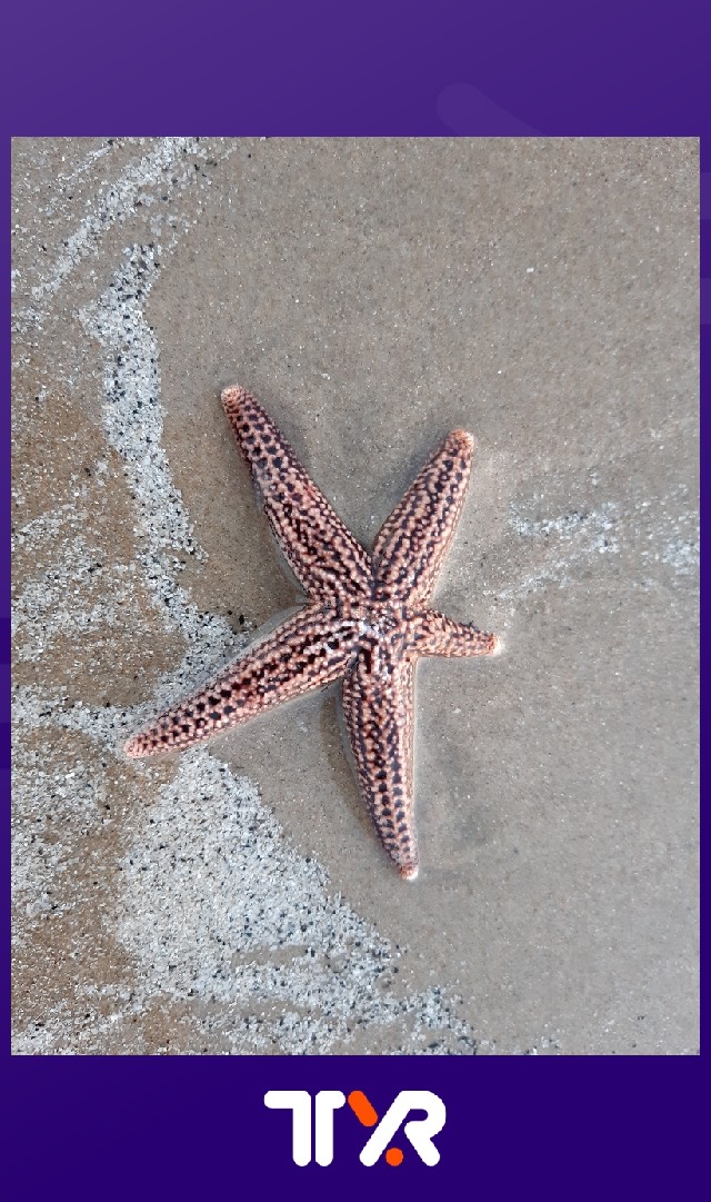 Isela Cañón Sánchez 