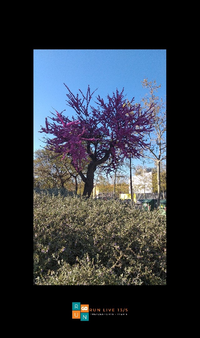 JOSE MIGUEL UCLES DIAZ