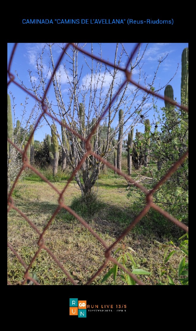 Misericordia Alegre Llaberia