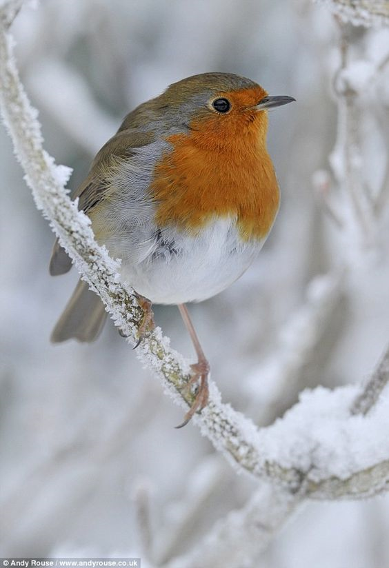robin