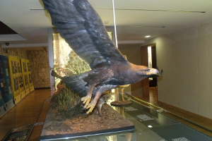 Fauna Autoctona - Citug