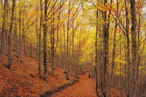 Parque Natural de la Sierra Norte de Guadalajara
