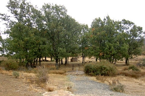 El Camino del Cid, El Robledal, de Robledo de Corpes
