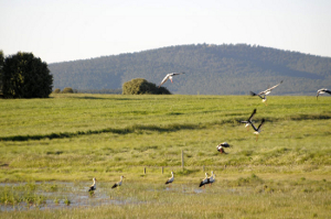 La Campiña: Lagunas de Puebla de Beleña