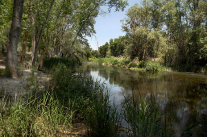 La Campiña: Paraje del Río Henares