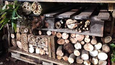 bug-palace-4.jpg